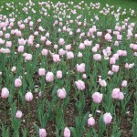 field_pale_pink