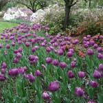 more_purple