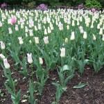 pale_purple