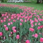 pink_crazy