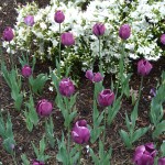 purple_special