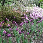 purple_white_azaeleas