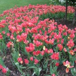 red_orange