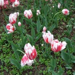 red_white_closeup