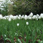 white_tulip_sideon