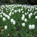 white_tulips_biker