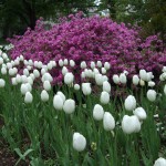 white_tulips_purple_azaeleas