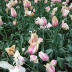 yellow_pink_special