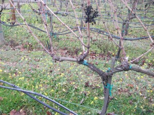 vines